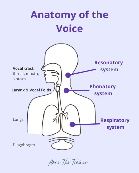 anatomy-of-the-voice_let-your-body-speak-first_anne-the-trainer